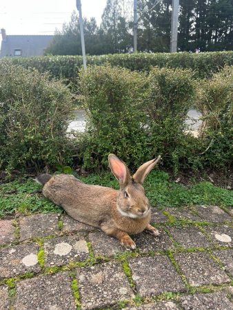 Je cherche une famille pour lapin