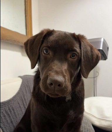 Labrador 10 Mois