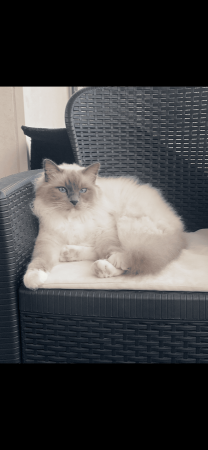 Mâle Sacré de Birmanie