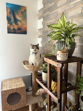 Nous recherchons une nouvelle famille pour notre chatte, "Racoon"
