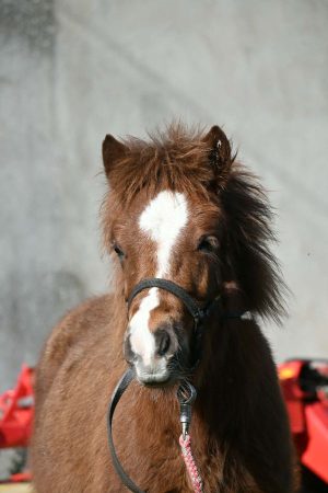 Poney OC type shetland
