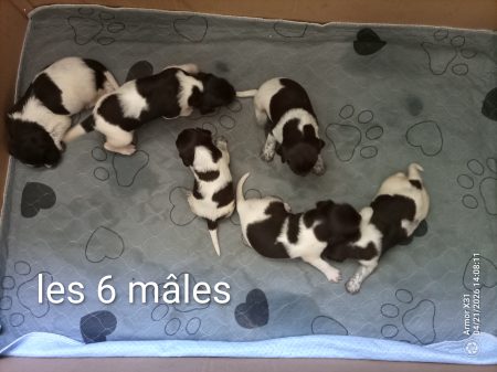 Superbes petits Munsterlander