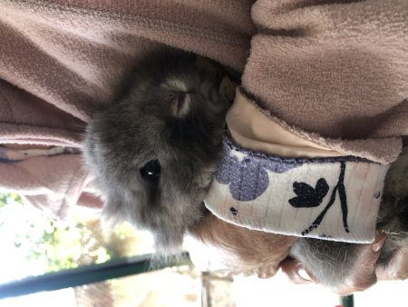 Urgent : Je donne Grisou adorable petit nain