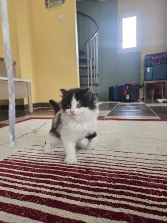 3 Chatons à donner européens