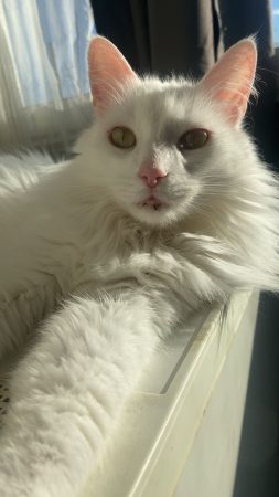 Chat blanc flocon ❄️ , poils long , super câlin affectueux