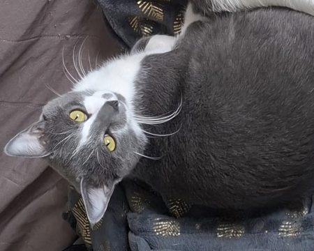 Chat de 1ans et demi
