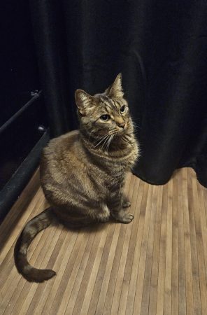 Chat de 9 ans très affectueux cherche famille calme et aimante