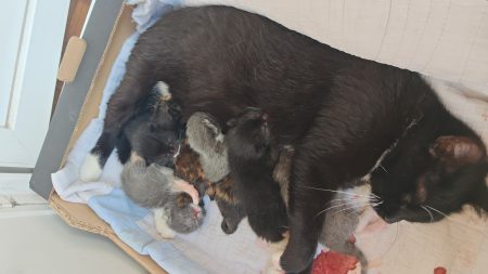 Chaton à donner
