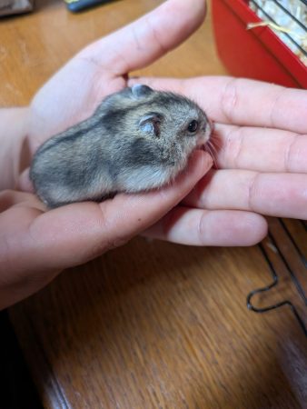 Don Hamsters Russes