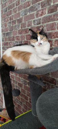 Donne 2 chattes, soeurs, de 3 ans, douces et agréables à vivre