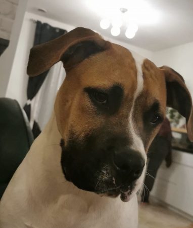 Donne bouledogue américain