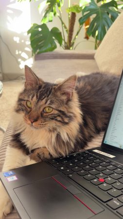 Donne chat 1 ans, très gentil câlin propre
