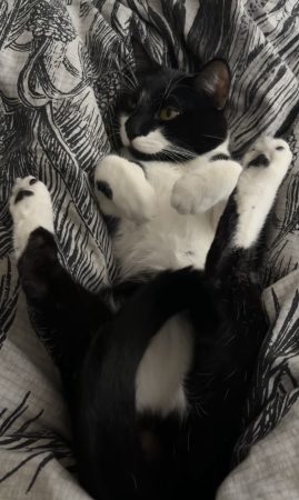 Donne chat calme et câlin