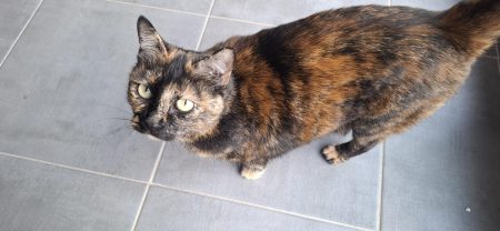donne chat