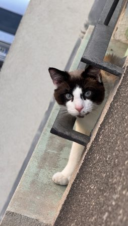 Donne chat d’appartement
