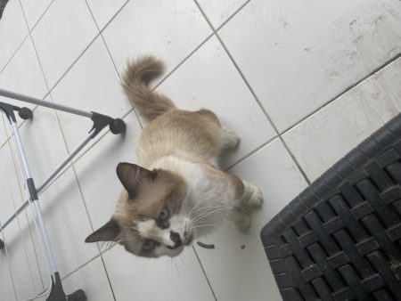 Donne chat mâle adulte
