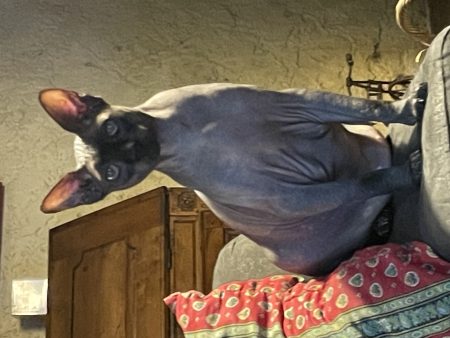 Donne chat sphynx gratuit