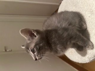 Donne chaton contre bon soins