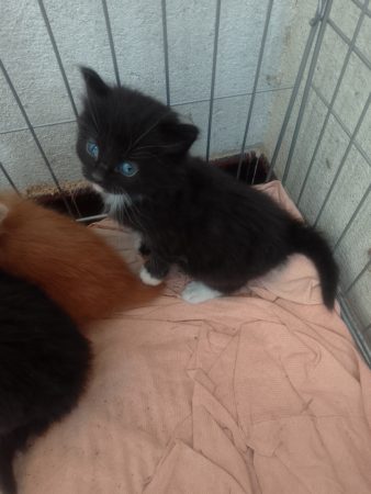 Donne chatons