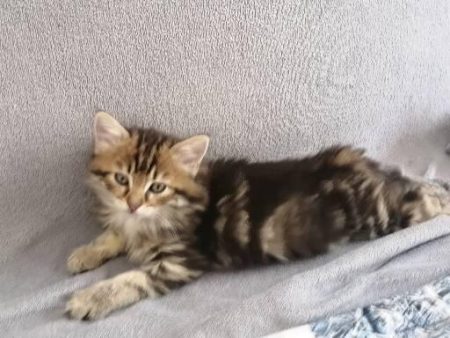 Donne chatons
