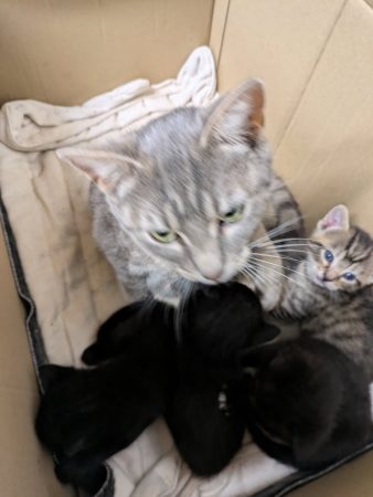 Donne chatons tigres, noir et blanc et gris et blanc