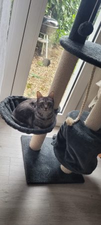 Donne chatte 3 ans