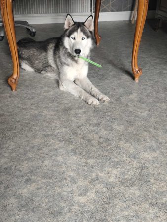 Donne husky