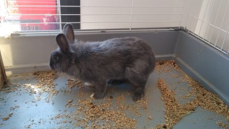 Donne lapin nain avec cages
