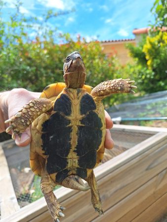 Donne tortue hermann male, 6 ans, en bonne santé Donne tortue hermann male, 6 ans, en bonne santé – Reptile à donner à Nans Les Pins (83) (photo 2)