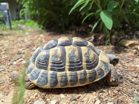 Donne tortue hermann male, 6 ans, en bonne santé Donne tortue hermann male, 6 ans, en bonne santé – Reptile à donner à Nans Les Pins (83) (photo 3)