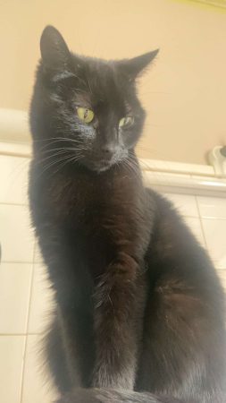 Femelle noir salsa
