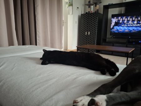 Je donne mon chat