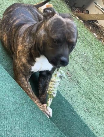 Je vend mon chien de 2 ans Je vend mon chien de 2 ans – Chien / Chiot à vendre à Alfortville (94) (photo 2)