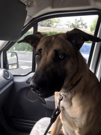 Malinois 10 mois
