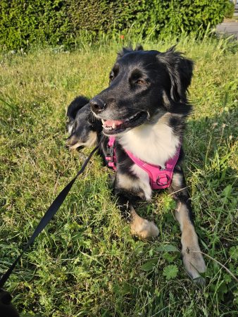 Recherche famille aimante, responsable, de confiance et d'expérience pour Luna