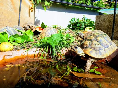 Tortues Hermann (testudo hermanni)