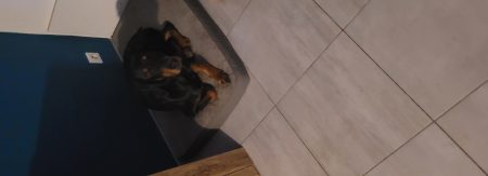 Urgent, donne dobermann – Chien / Chiot à donner à Treize Septiers (85) (photo 2)