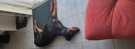 Urgent, donne dobermann – Chien / Chiot à donner à Treize Septiers (85) (photo 3)