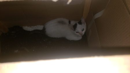 2 chatons née le 18 avril a donner contre bon soin