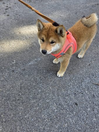 A vendre chiot Shiba-inu LOF 2 femelles et 1 mâle