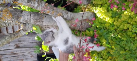 Adorables Chatons à donner 🐱