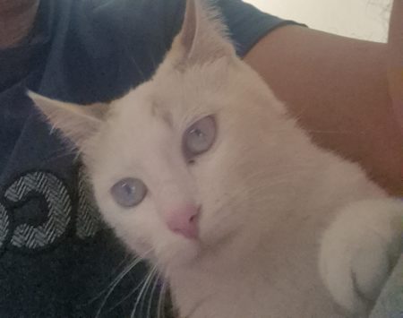 Chat a donné