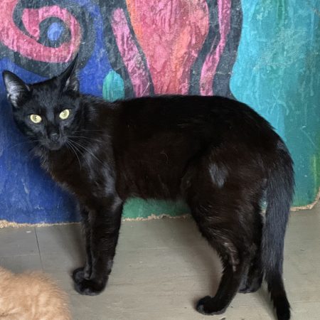 Chat noir de 11mois
