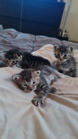 Chatons
