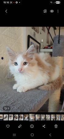 Chatons norvégien