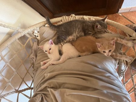Chatons sevrés – Chat / Chaton à donner à Villefranche Lauragais (31) (photo 2)