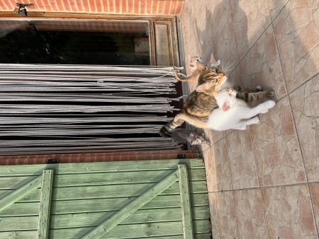 Chatons sevrés – Chat / Chaton à donner à Villefranche Lauragais (31) (photo 3)