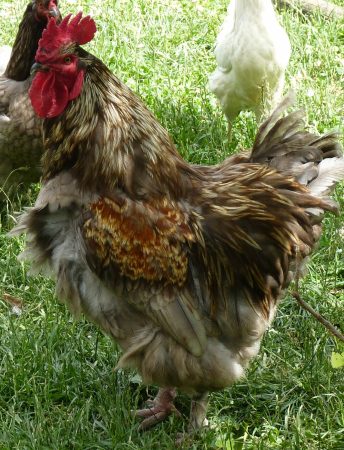 coq de brahma