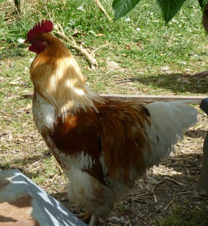 coq de brahma