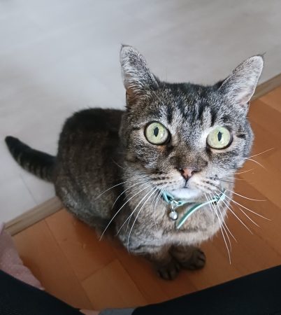 Don chatte
